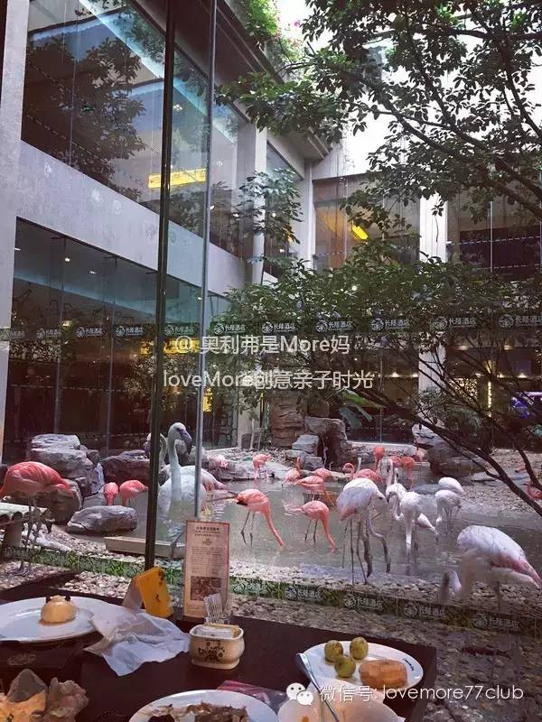 广州旅游攻略长隆野生动物园,广州长隆野生动物园自由行攻略