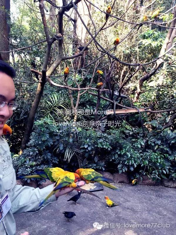 广州旅游攻略长隆野生动物园,广州长隆野生动物园自由行攻略