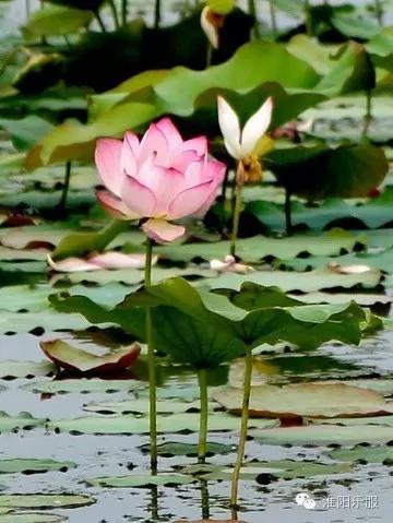 淮阳：书记倾情抒淮阳，陈风楚韵荷花香！