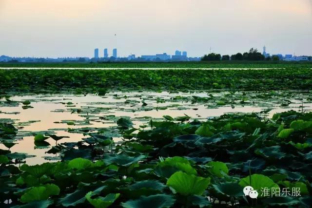 淮阳：书记倾情抒淮阳，陈风楚韵荷花香！