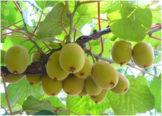 保护眼睛视力的水果,什么水果能提高眼睛的动态视力