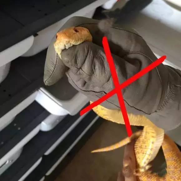 玩具蛇摆动原理,关节可动玩具蛇教程