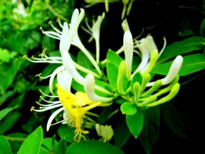 长生不老的方法怎么做,喝啥可以长生不老