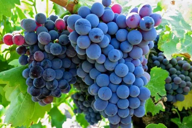 葡萄品种歌海娜,歌海娜葡萄品种