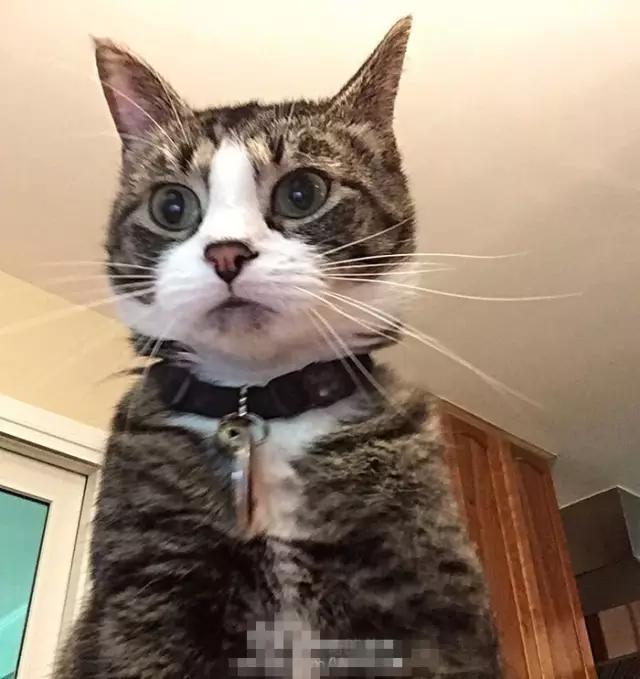 杨幂c罗,原来c罗才是最终赢家