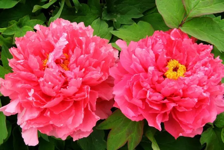 汉字字形字音之美,汉字有字音之美