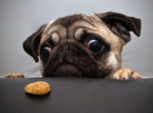 狗狗吃狗粮不积极了怎么回事,怎么样解决狗狗不吃狗粮