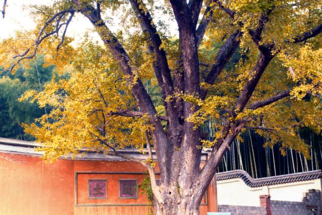 王府竹海神奇植物,蜀林竹海四季代表植物