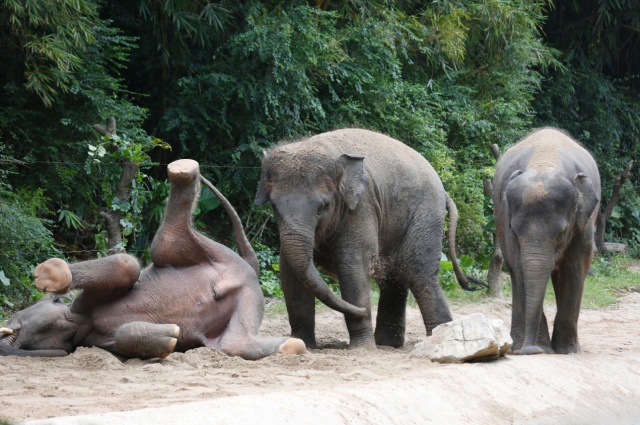 我赌你不知道大象是技能点满的神兽