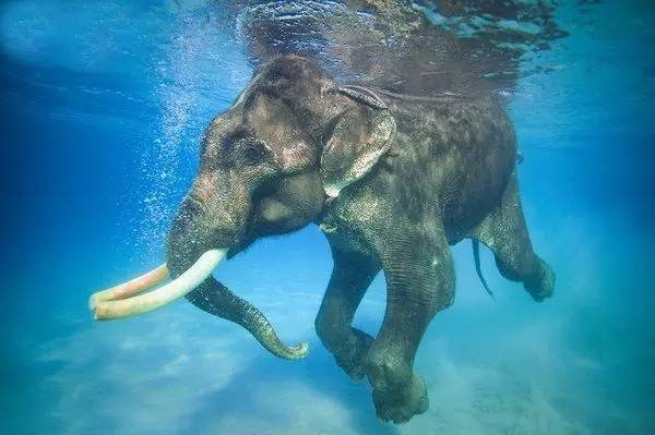 我赌你不知道大象是技能点满的神兽