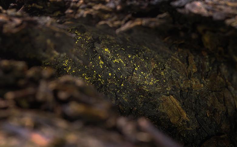 金花霉变和白霜的区别,所谓的金花和白霜的区别