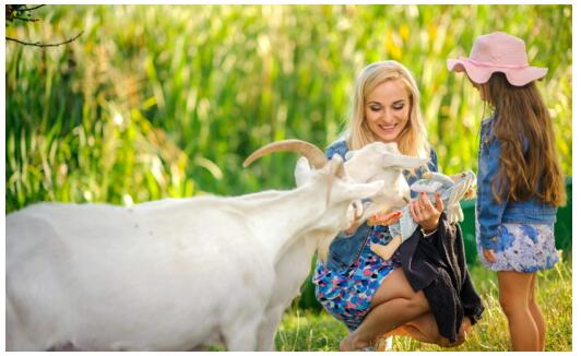 羊奶粉口碑最好的前十名三岁以上,羊奶粉哪个牌子营养高性价比很低
