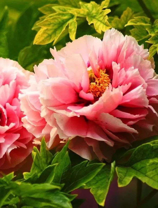 谷雨夜来风雨声花落知多少,花落知多少是谷雨吗