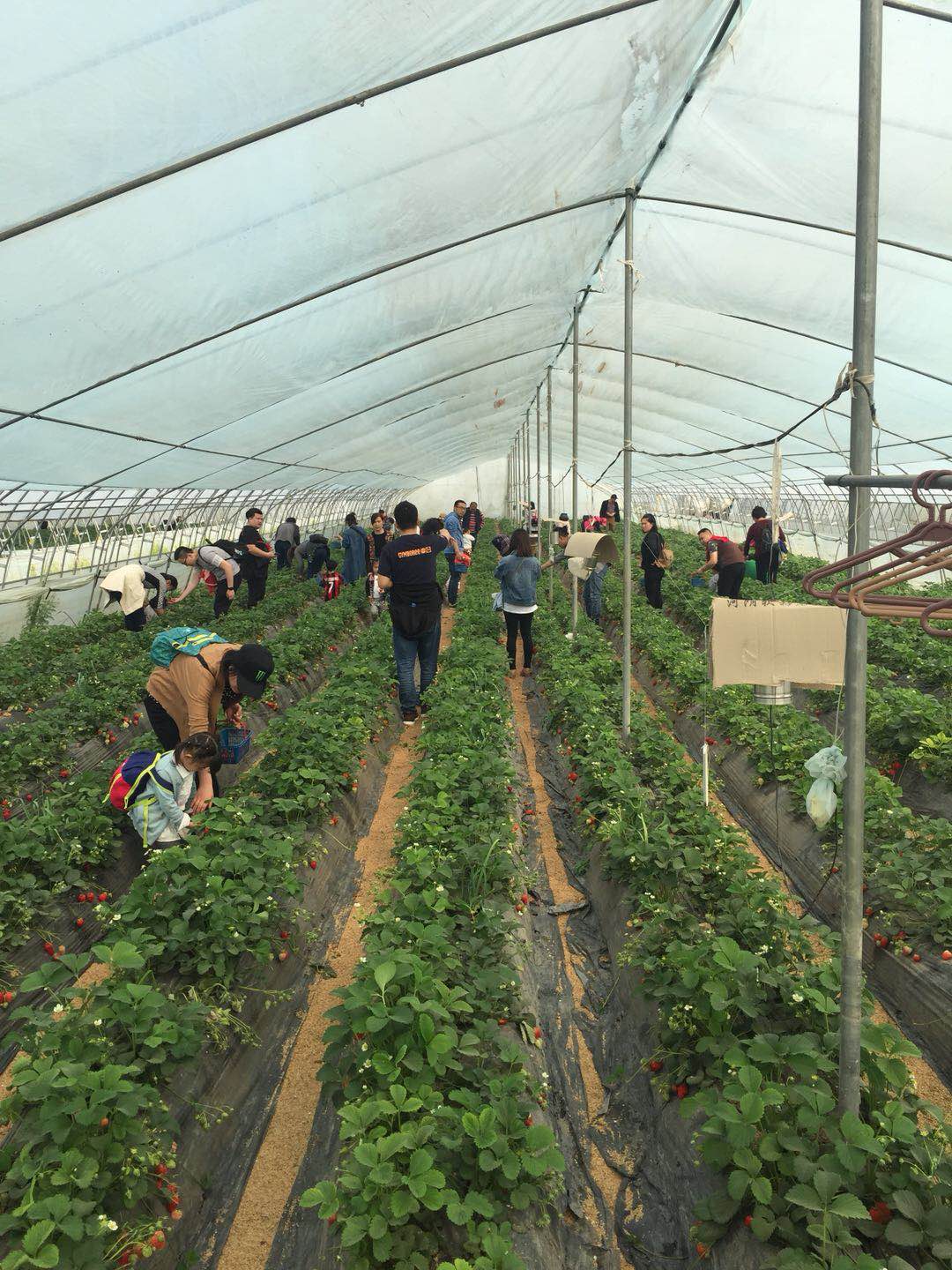 好吃又好玩，郑州5家特点农场带你过五一！