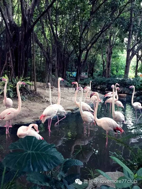 广州旅游攻略长隆野生动物园,广州长隆野生动物园自由行攻略
