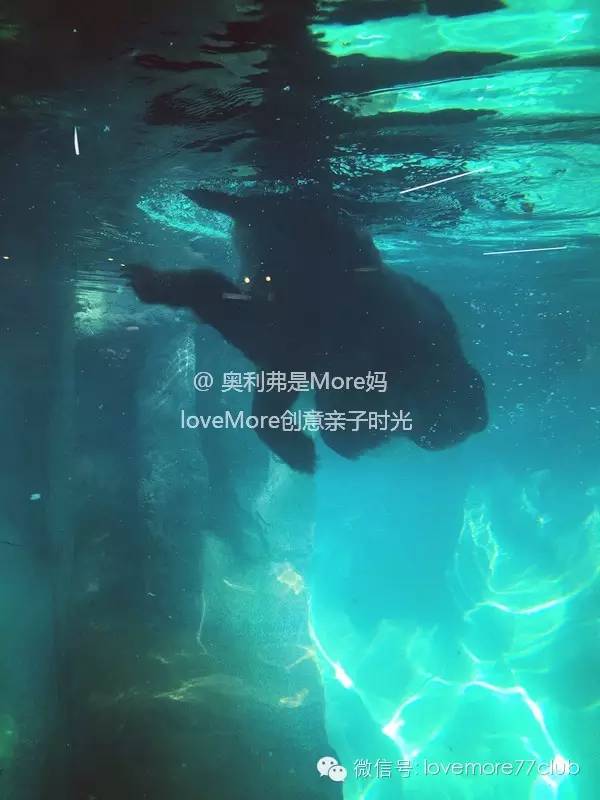 广州旅游攻略长隆野生动物园,广州长隆野生动物园自由行攻略