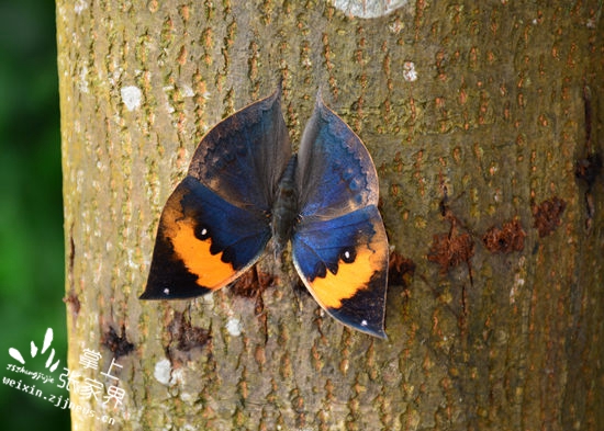 请鉴定：这是不是一片树叶/请投稿：二千奖金可能就是你的,更多