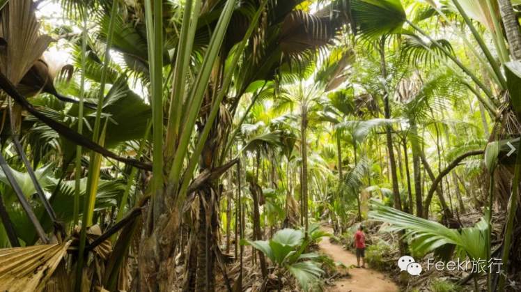 世界十大海岛最美海滩,全球最美十大海岛粉色海滩