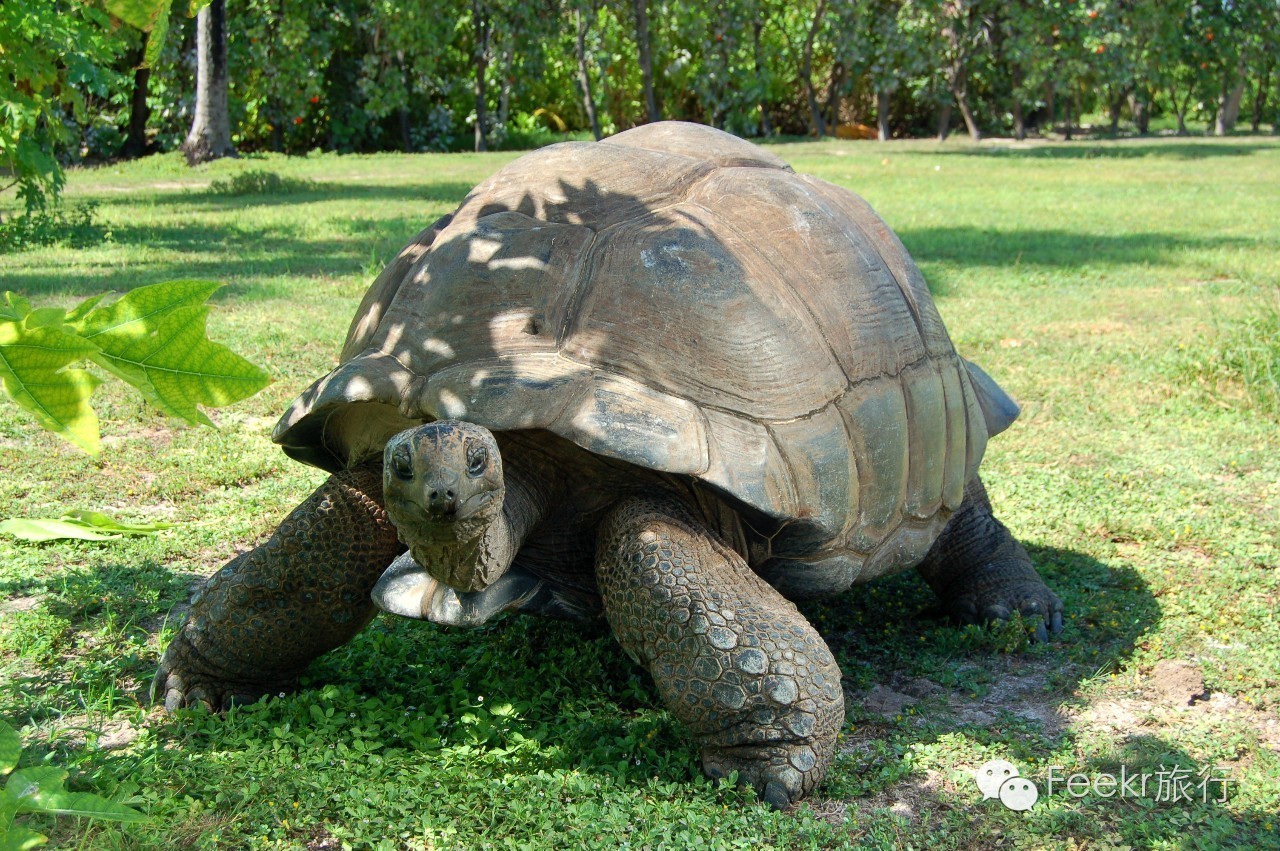 世界十大海岛最美海滩,全球最美十大海岛粉色海滩