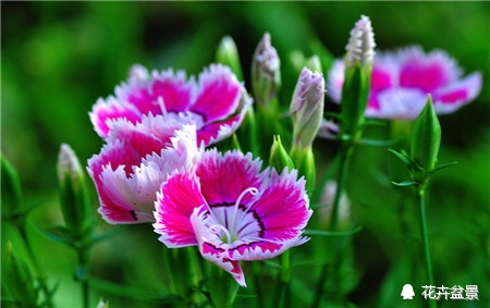 石竹花寓意代表富贵吗,石竹花卉有哪些特点呢