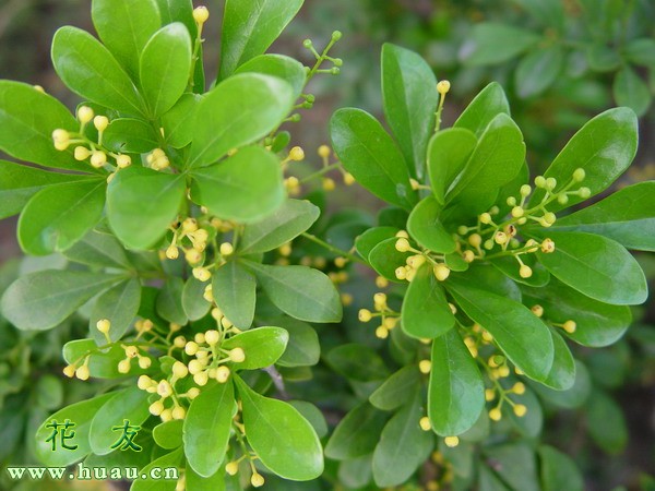 新买的米兰的养护方法和管理,米兰的种植方法及注意事项