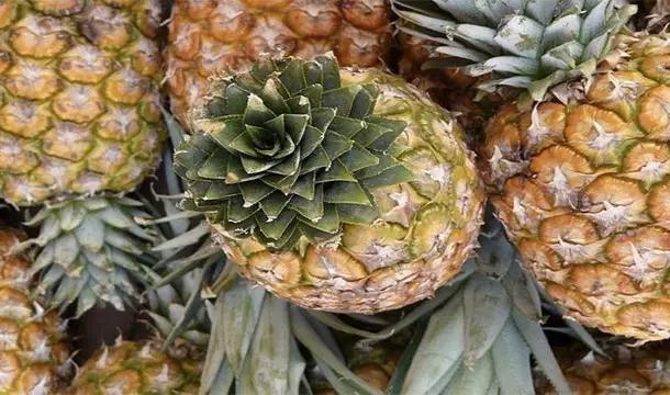 关于水果你所不知道的25件事