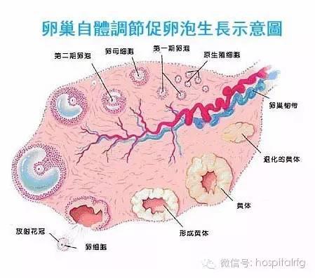 试管婴儿八个卵泡,试管婴儿身体调理书