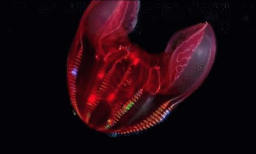 深海的皇冠水母,深海水母霓虹灯