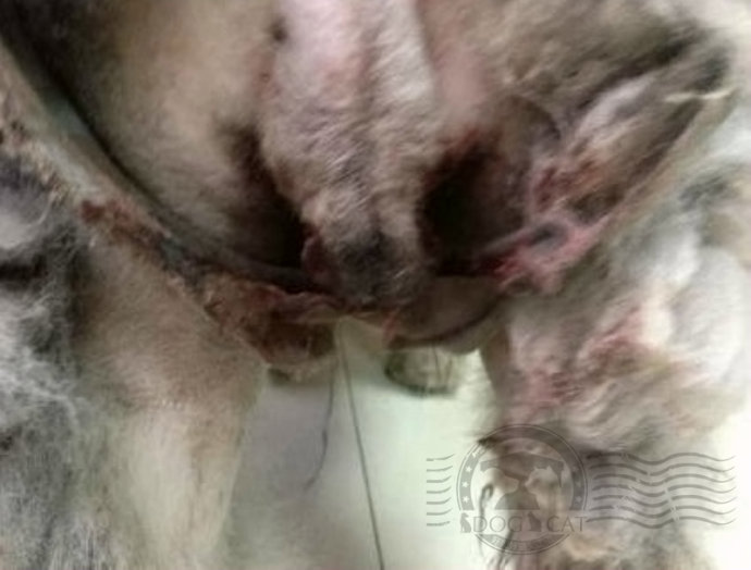 纯种狗的悲哀在线观看,纯种狗的悲哀豆瓣