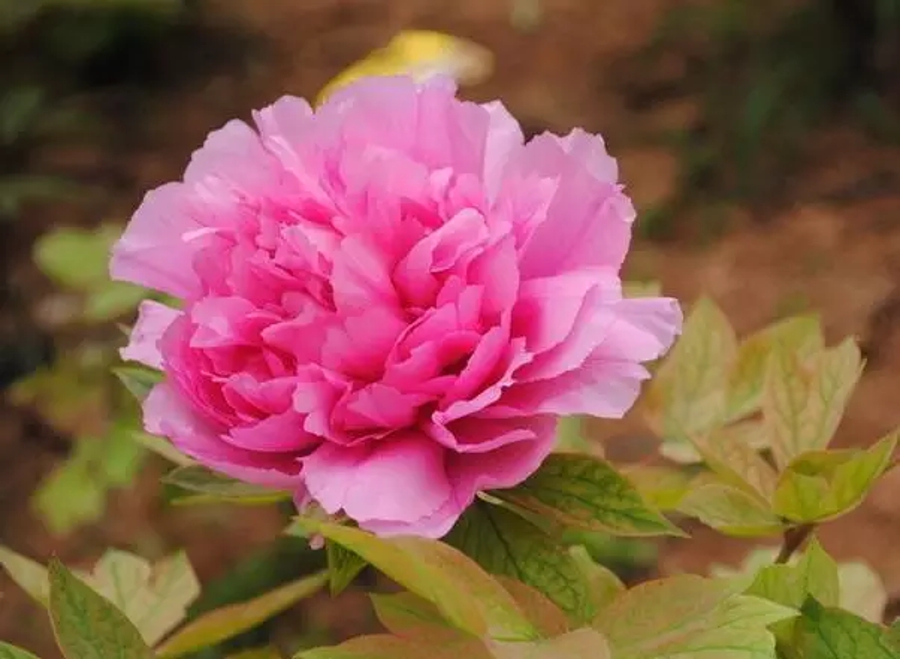 汉字字形字音之美,汉字有字音之美