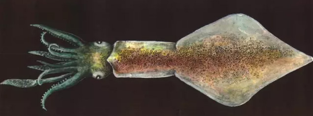 缇庨閾佹澘楸块奔,琛楀ご缇庨閾佹澘楸块奔