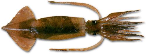 缇庨閾佹澘楸块奔,琛楀ご缇庨閾佹澘楸块奔