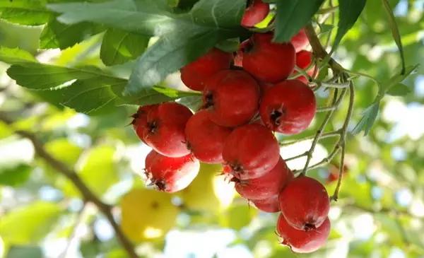 吃鱼翅等于吃猪蹄？原来昂贵的补品还不如这些食物！