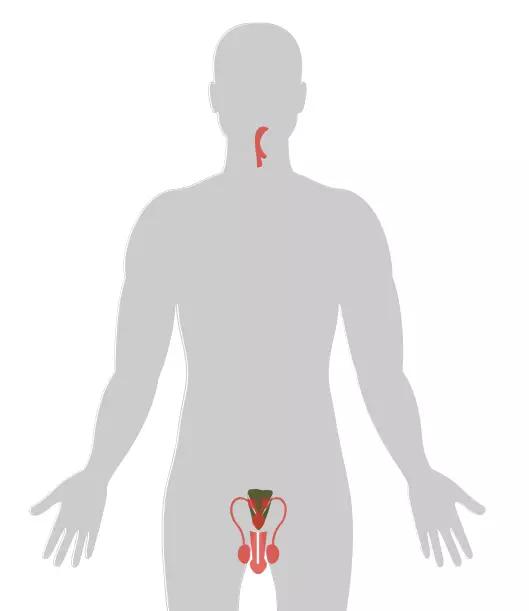 20张癌症人体地图告诉你致癌真相,2020癌症数据报告