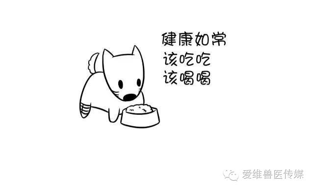 接触猫狗粪便会传染狂犬病吗,猫狗只有发病才会传染吗