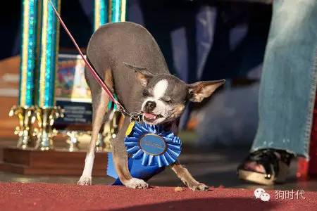 全世界最丑的十只狗,世界上最丑的十只狗