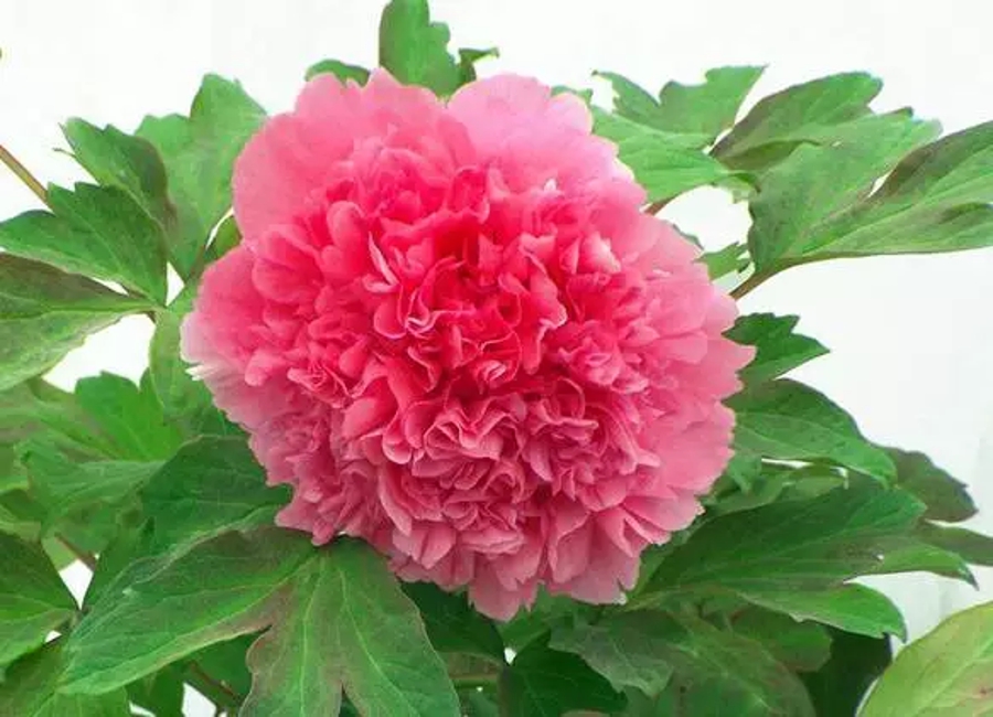 汉字字形字音之美,汉字有字音之美