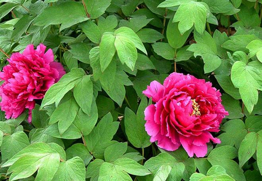 汉字字形字音之美,汉字有字音之美