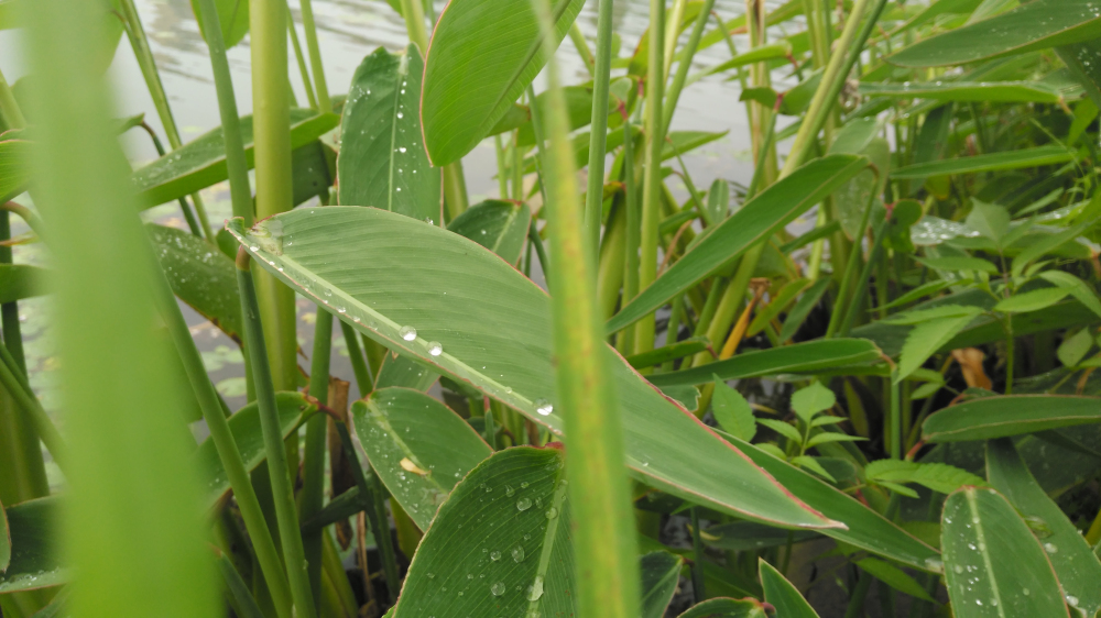 斐讯全系列产品,斐讯小手机