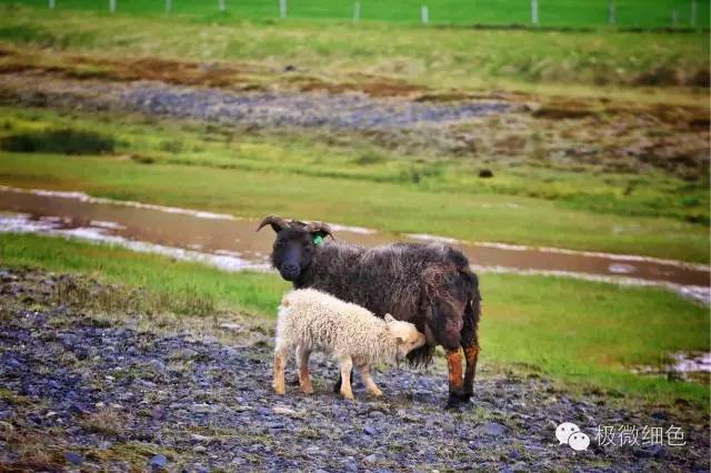 我在冰岛，带回一截漂亮的枯木