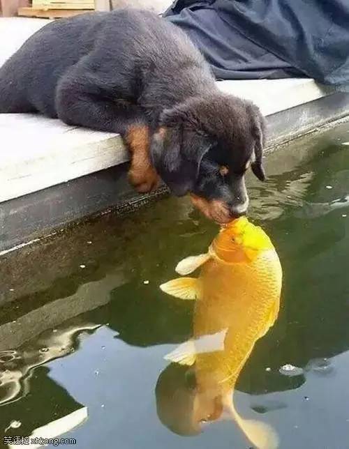 来两瓶冰镇啤酒搞笑,来一瓶冰啤酒搞笑