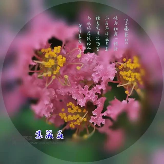 迎接父亲节：紫溪半岛的2000株紫薇花竞相绽放！限时免费欣赏