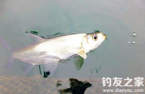 秋季手竿钓翘嘴调漂详细讲解,秋季商品饵夜钓翘嘴视频