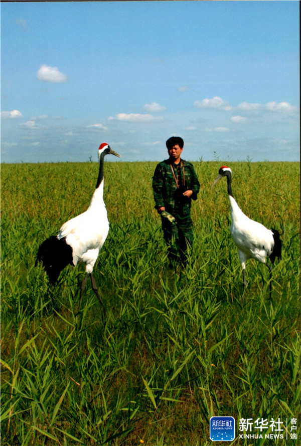 三代人与一群鹤的生死相守,一家人与一群鹤生活