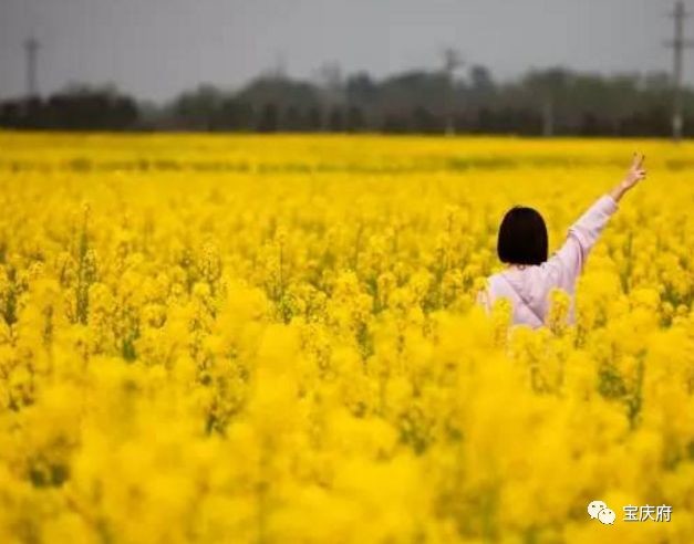 怀化溆浦县山背梯田全景,溆浦山背梯田