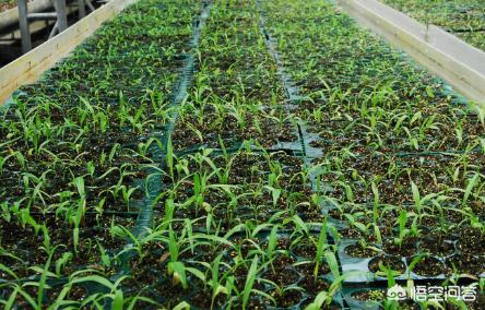 2023紫花白芨种苗批发价多少一棵,白芨种苗多少钱一亩