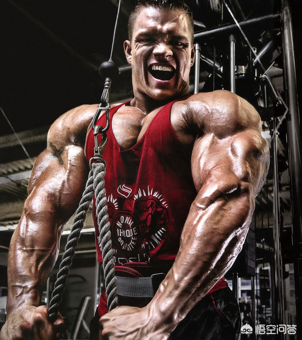 肱三头肌各个头的锻炼方法,卧推肱三头肌三个头哪个着重发力