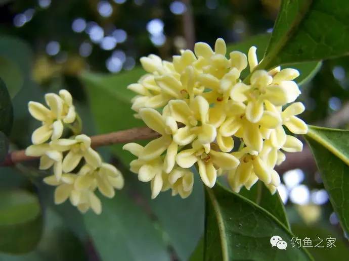 饵料诱鱼效果好,以桂花味为主的钓鱼小药怎么配