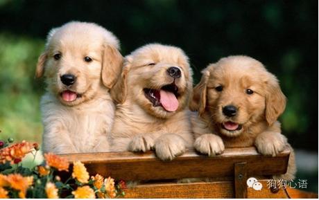 怀孕养狗真的会导致胎儿畸形么,怀孕期间家里养狗对宝宝有影响吗