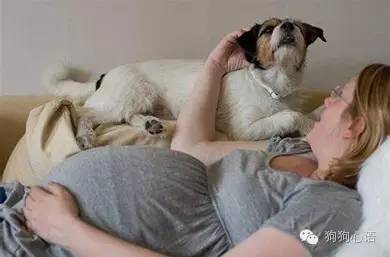 怀孕养狗真的会导致胎儿畸形么,怀孕期间家里养狗对宝宝有影响吗